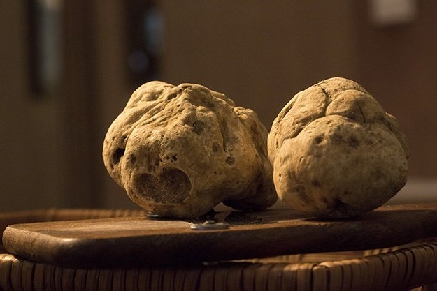 Alba White Truffles | Truffles - The Most Expensive Food In The World